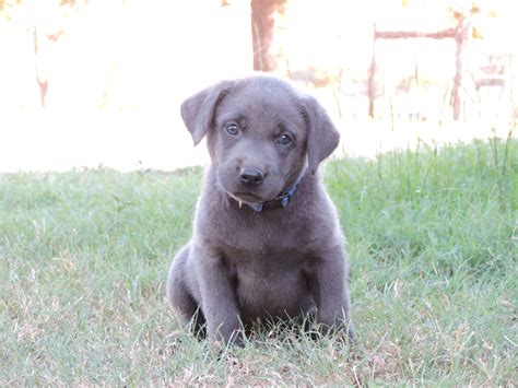 Silver Lab Puppies for Sale – 9-11-2019 – Silver Labs for Sale – Dog ...