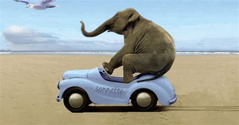 Funny Elephant - Animated Funny Gifs