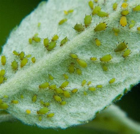 Green Apple Aphid / Spirea Aphid | NC State Extension Publications