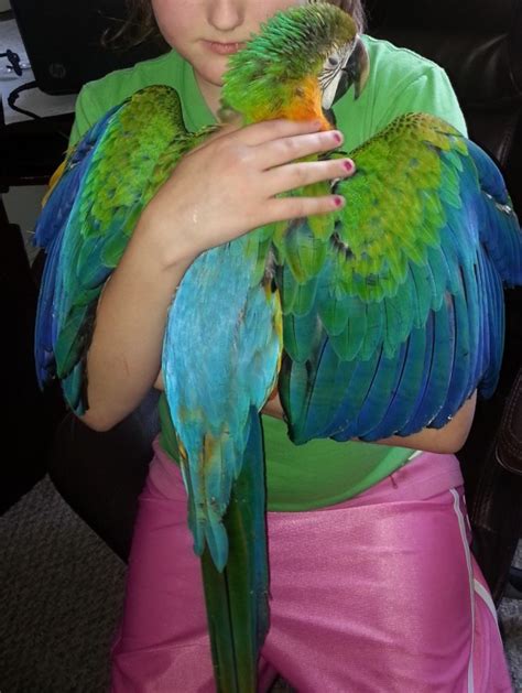 Pet Macaw Photos | ThriftyFun