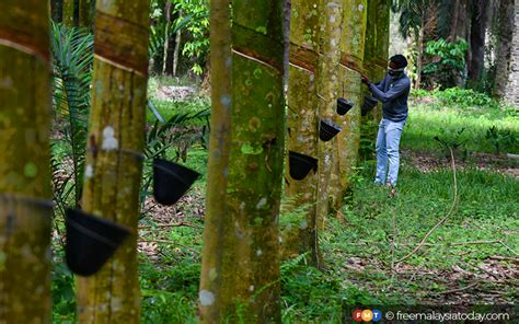 Natural rubber production down 14% in April | FMT