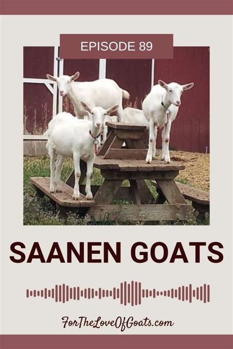 Saanen Goats