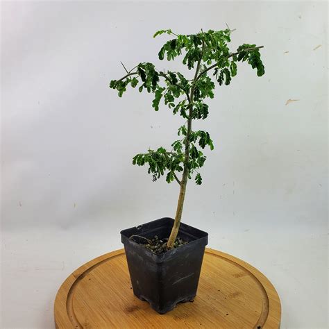 Koelreuteria Paniculata Bonsai