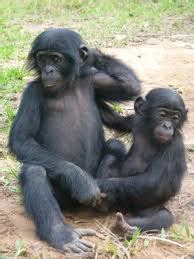 Endangered - The Congo Rainforest