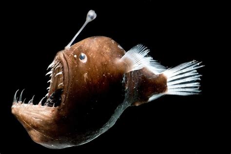 Deep-sea anglerfish may shed luminous bacteria into the ocean water | New Scientist