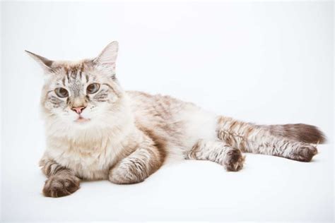 Lynx Point Siamese Cat Guide – petsKB