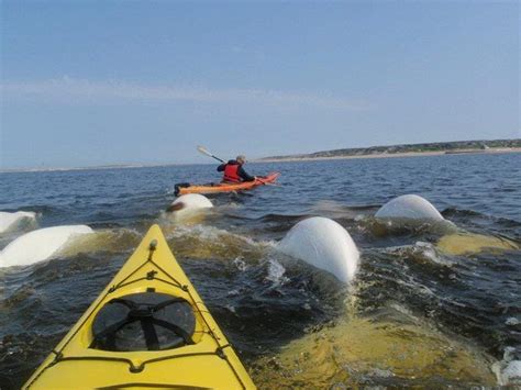 Unreal kayaking! | Kayaking, Canoe and kayak, Kayak fishing