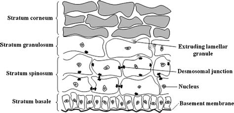 The epidermis consists of the stratum corneum, stratum granulosum,... | Download Scientific Diagram