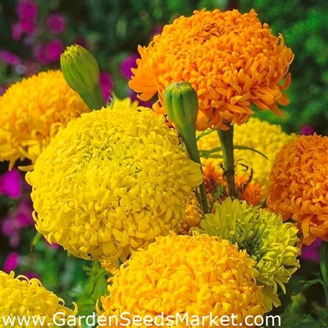 Mexican marigold - seeds of the 8 most beautiful varieties – Garden Seeds Market | Free shipping