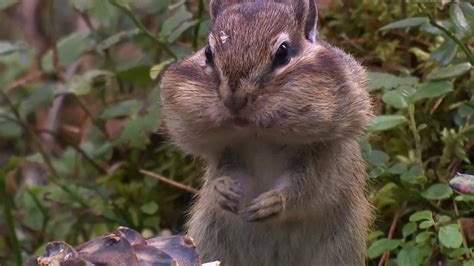 chipmunk | Diet, Habitat, & Facts | Britannica.com