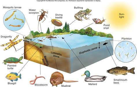 Freshwater Biome Plants - Plants BG