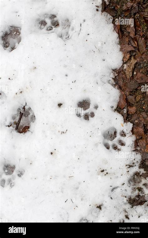 Footprints of Eurasian lynx (Lynx lynx) in melting snow in winter / spring Stock Photo - Alamy