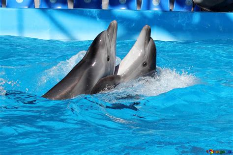 Dolphins dancing free image - № 25525