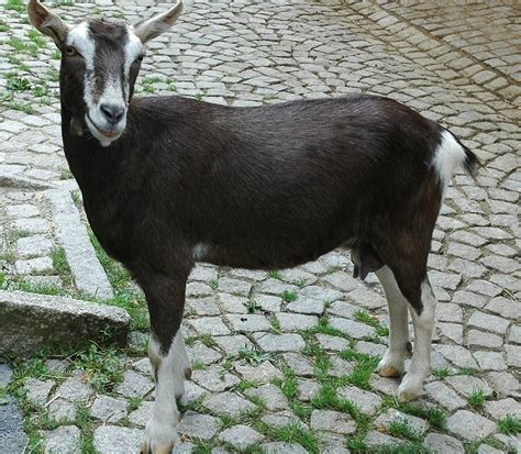 British Alpine Goat: Info, Traits, Behaviour & Care (with Pictures) | Pet Keen