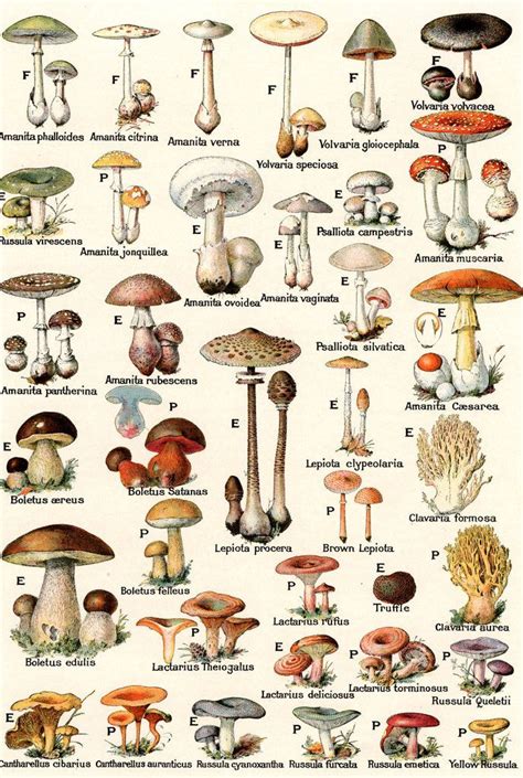 Psilocybin and Depression: Magic Mushrooms Found to Be Effective in 80% ...