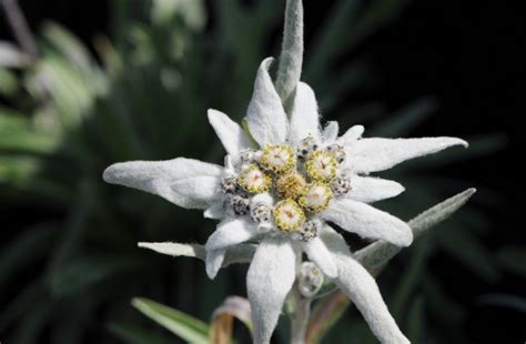 Edelweiss Meaning, Symbolism, and the History behind It - Natgeos