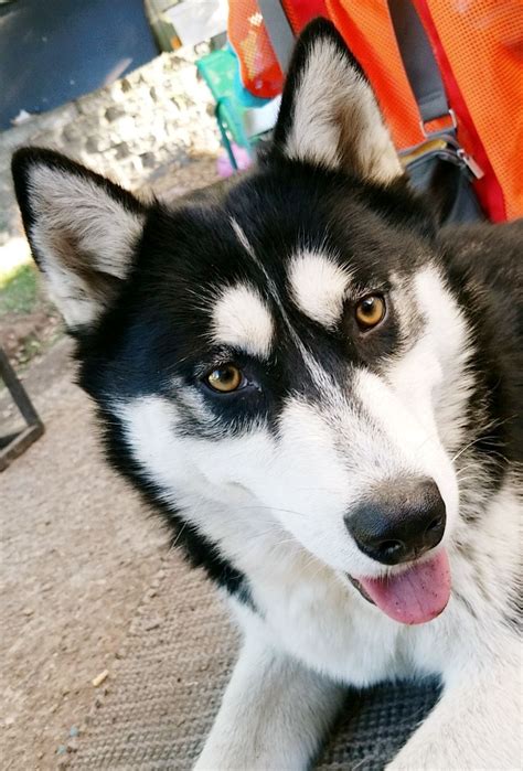 Adopt Zaya—Gorgeous Husky/Malamute! on Petfinder | Purebred dogs, Paws ...