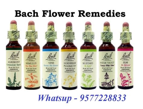 Bach Flower Essences India | Best Flower Site