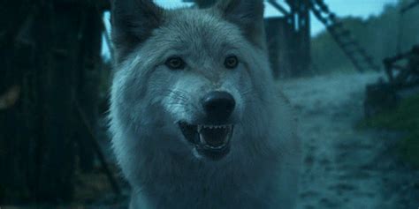 white wolf gif | Tumblr