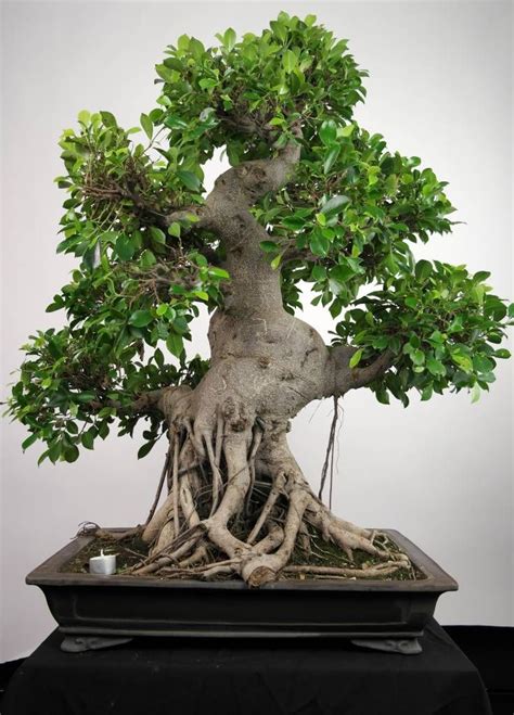 Bonsai Exposed Roots