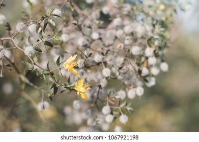 193 Larrea tridentata Images, Stock Photos & Vectors | Shutterstock