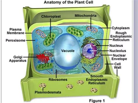 PPT - Plasmodesmata PowerPoint Presentation, free download - ID:2176567