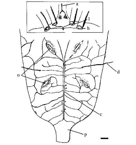 Diagram of heart of lobster to show ostia and arterial valves and ...