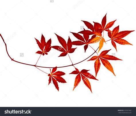 Japanese maple clipart - Clipground