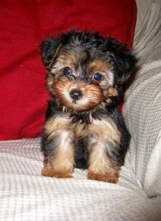 Full Grown Red Yorkie Poo - Pets Lovers