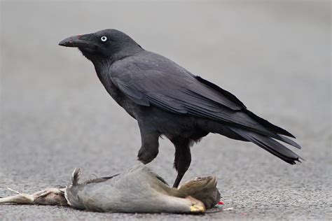 Forest raven - Wikipedia