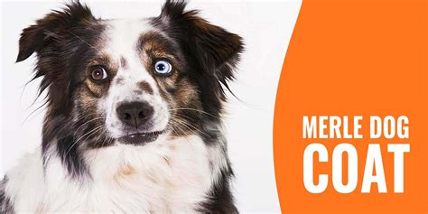 Merle Dog Coat – Breeds, Genetics, Double Merle, Patterns & FAQ