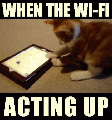 Wi Fi Funny GIF - WiFi Funny Cats - Discover & Share GIFs