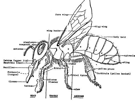 Honey Bee Anatomy - Honey Bees - The sweetest pollinators on Earth