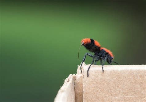 10 Velvet Ant Facts (Aka 'Cow Killers'!) - Fact Animal