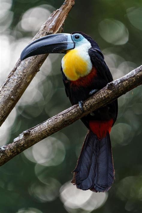 Channel billed toucan 9711275 Stock Photo at Vecteezy