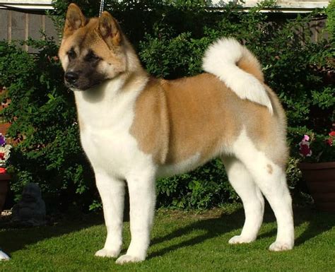 Akita Breed Info and Care