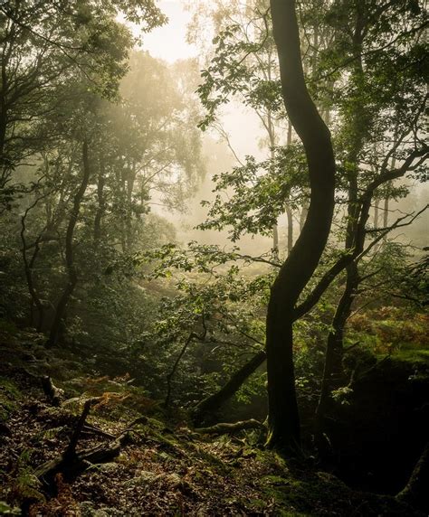 Ultimate Guide to Forest Photography – Tips and Tricks