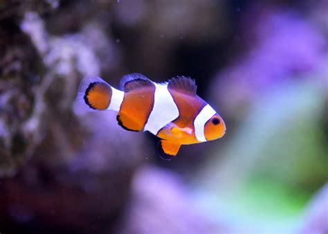 Free Images : sea, flower, underwater, blue, coral, clown fish, reef, close up, nemo, aquarium ...