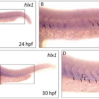 RNAscope protocol for zebrafish embryos at a glance | Download Table