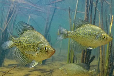 Springtime Crappies on the Upper Red - In-Fisherman