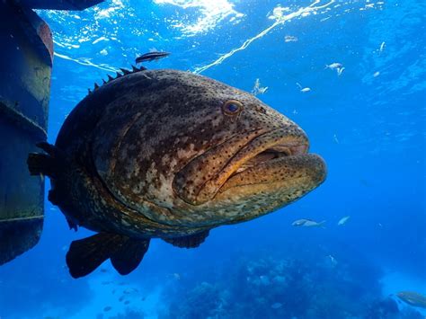 Atlantic Goliath Grouper Facts & Information Guide- American Oceans