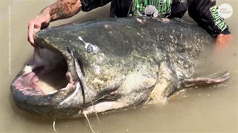 Fisherman reels in massive catfish that could break a world record