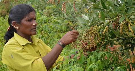 NGO News blog, NewsLine: Red gram cultivation gets boosted in SEVAI-OFI-SG Thottiyapatty project.