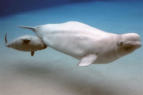 The deafening effects of noise pollution on whales | Help us spread ...