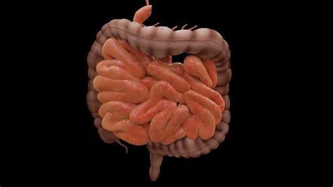 New Protocol To Generate Intestinal Organoids Developed | Technology ...