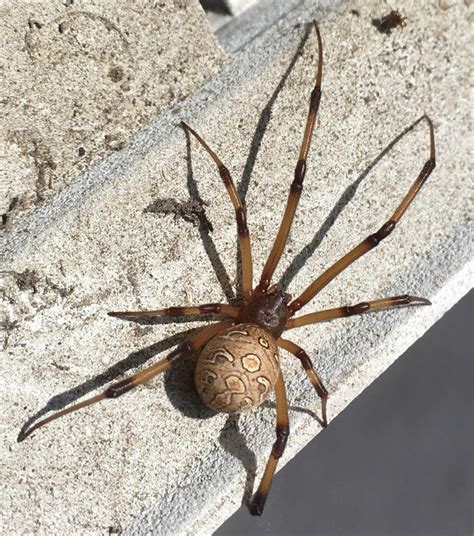 Latrodectus geometricus (Brown Widow Spider) in Pasadena, California ...