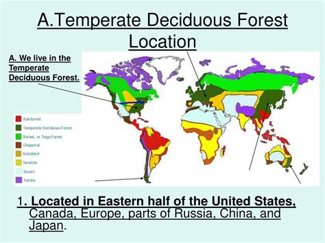 PPT - Temperate Deciduous Forest PowerPoint Presentation, free download - ID:243454