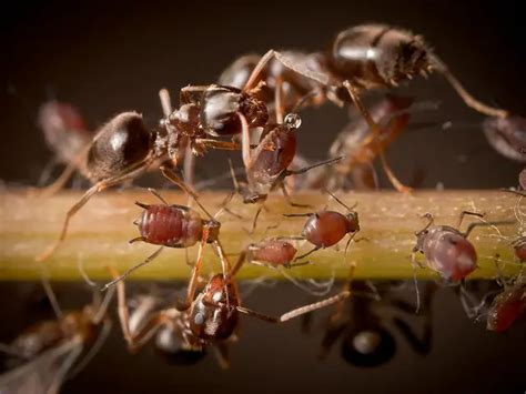 ant facts for kids | Ants