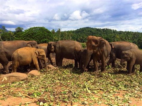 Going Solo with Michelle Ponto: Visit to the Elephant Orphanage in Sri ...