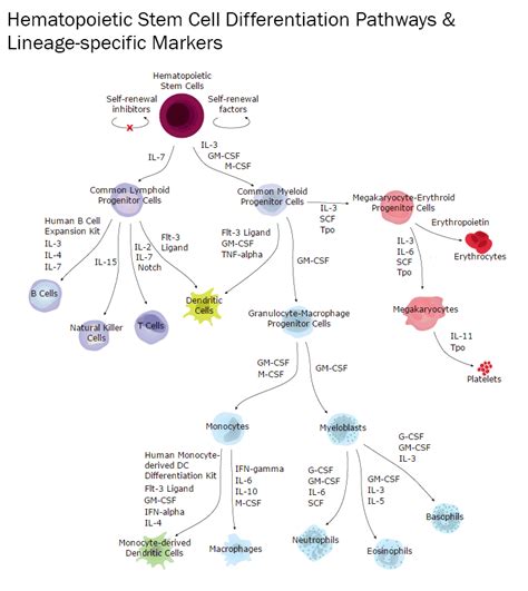 Hematopoietic Stem Cells & Lineage-specific Markers: R&D Systems